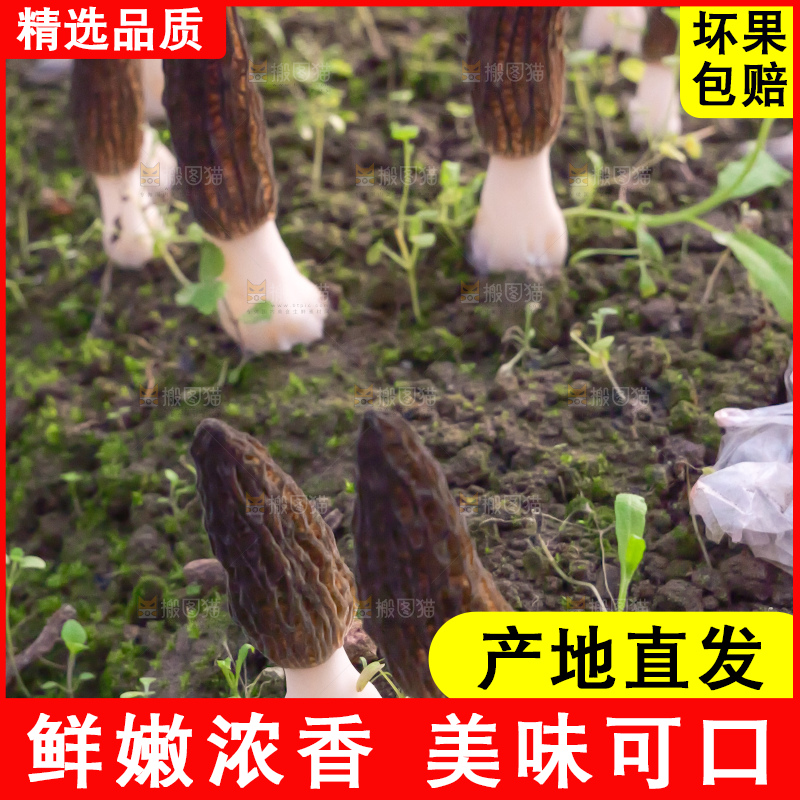 羊肚菌种植基地