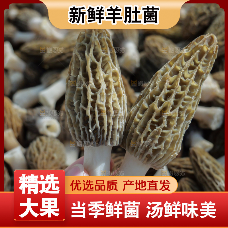 堆放着的新鲜羊肚菌