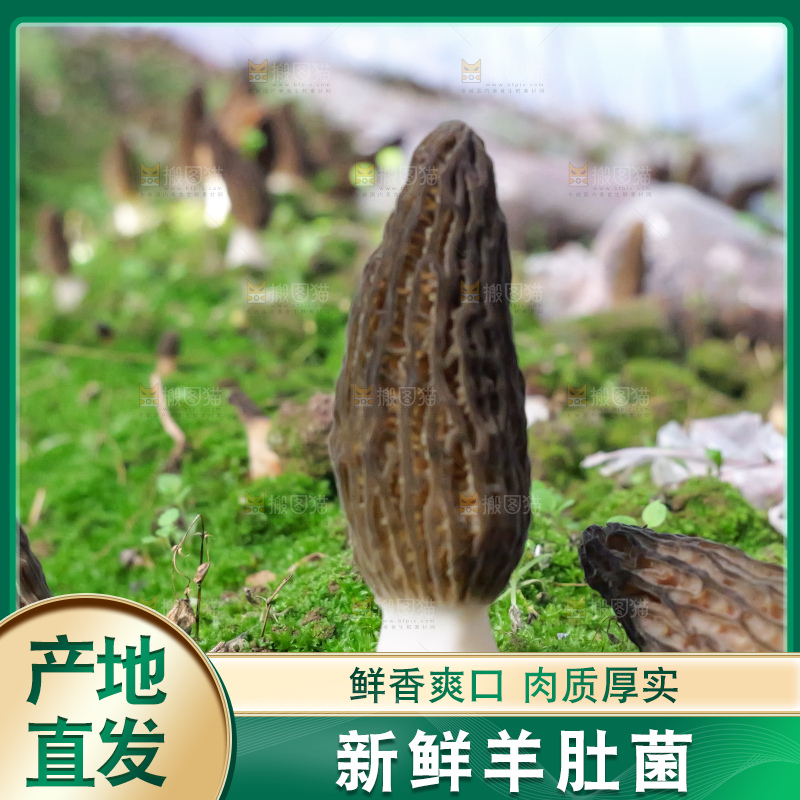 羊肚菌种植基地