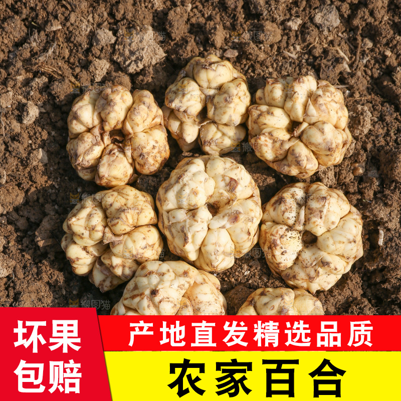 地里的新鲜百合