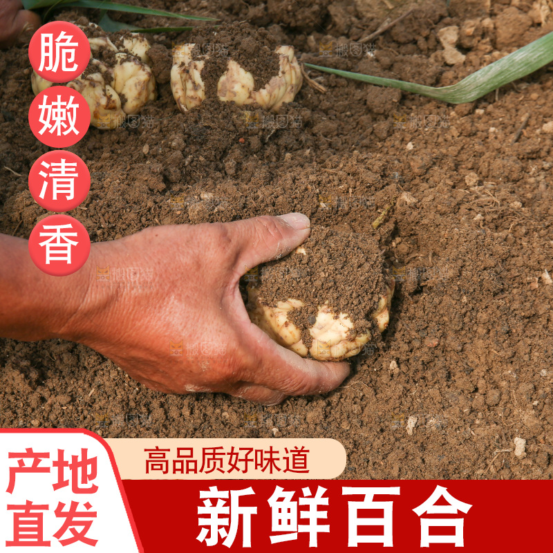 地里的新鲜百合