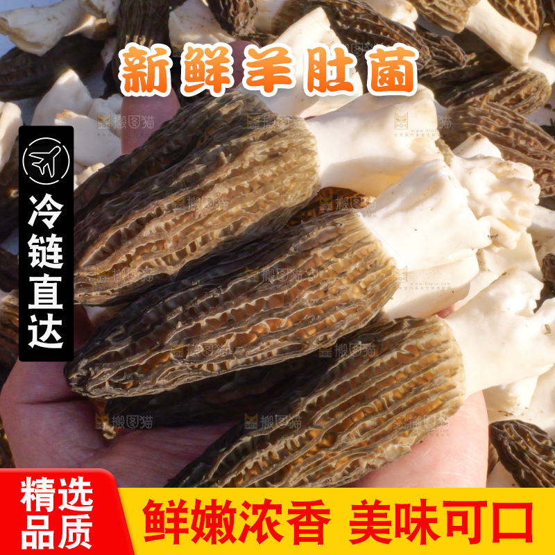 手里拿着新鲜羊肚菌