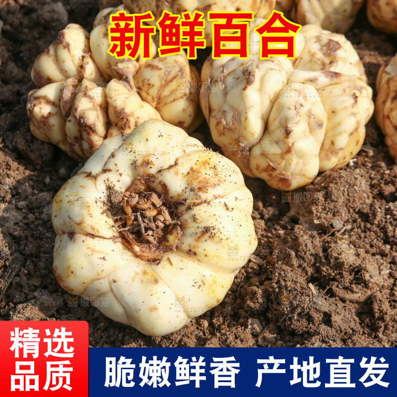 地里的新鲜百合