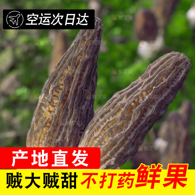 羊肚菌主图
