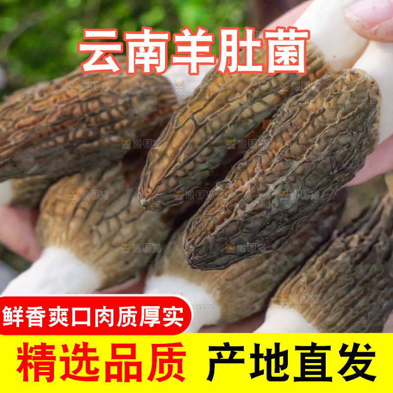 手里拿着新鲜羊肚菌