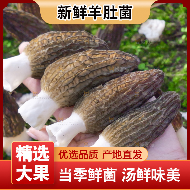 手里拿着新鲜羊肚菌
