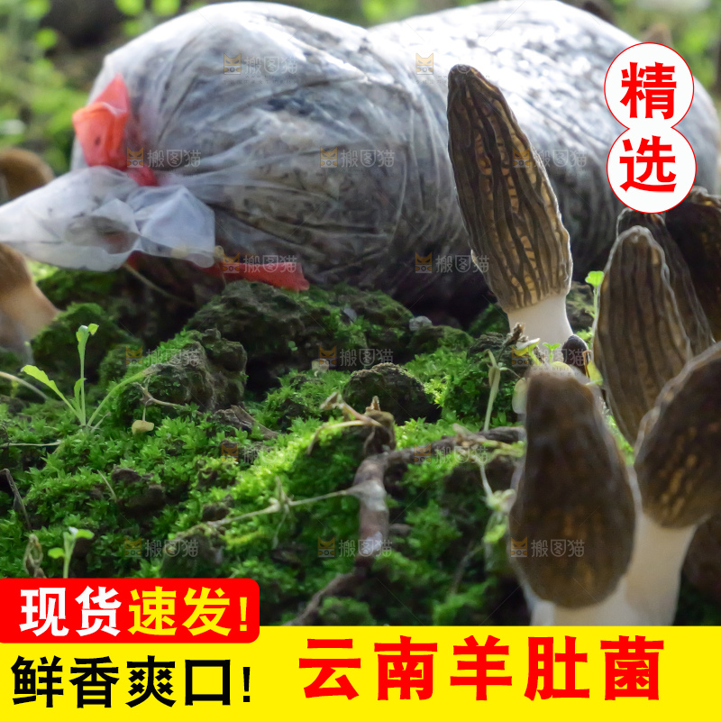 羊肚菌种植基地