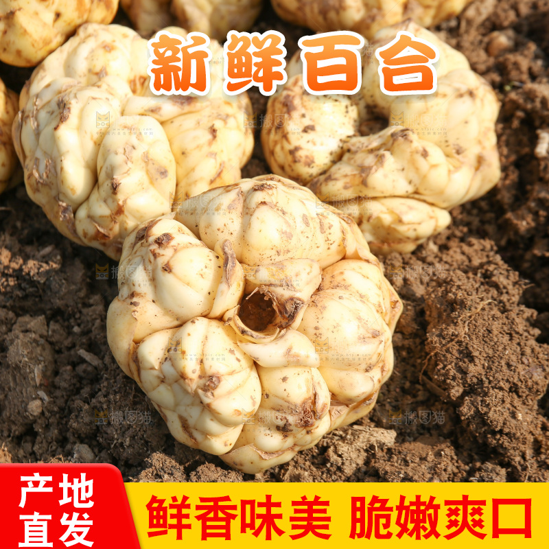 地里的新鲜百合
