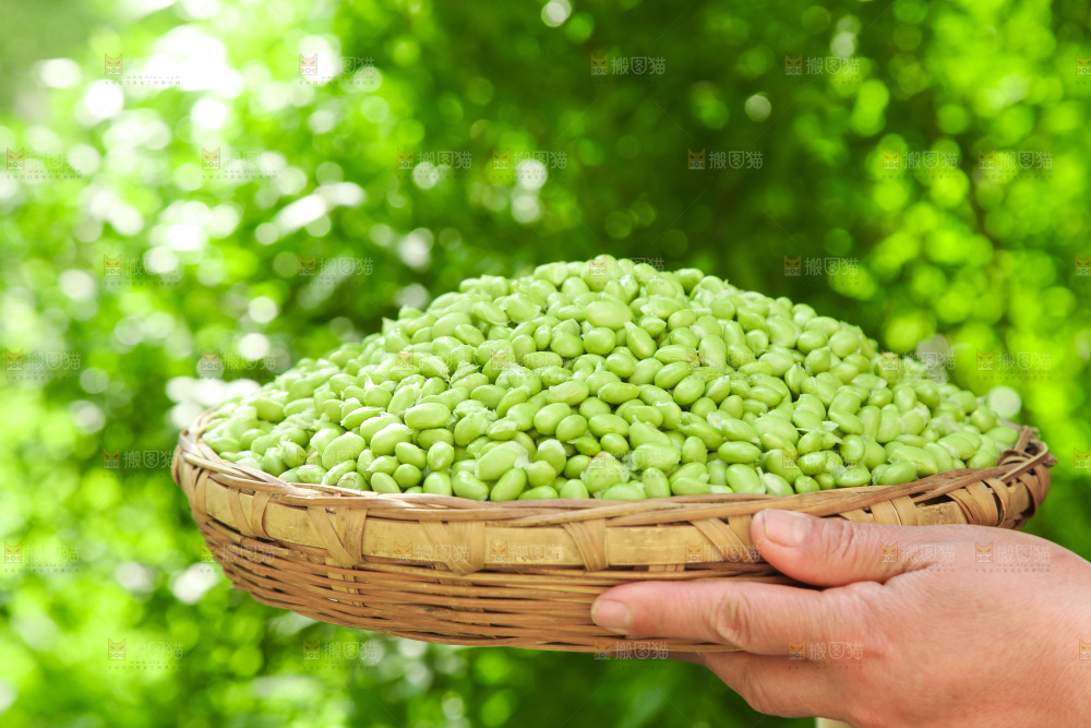 手里拿着毛豆