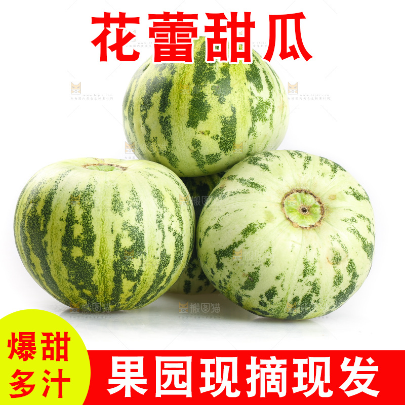 白底上的花蕾甜瓜