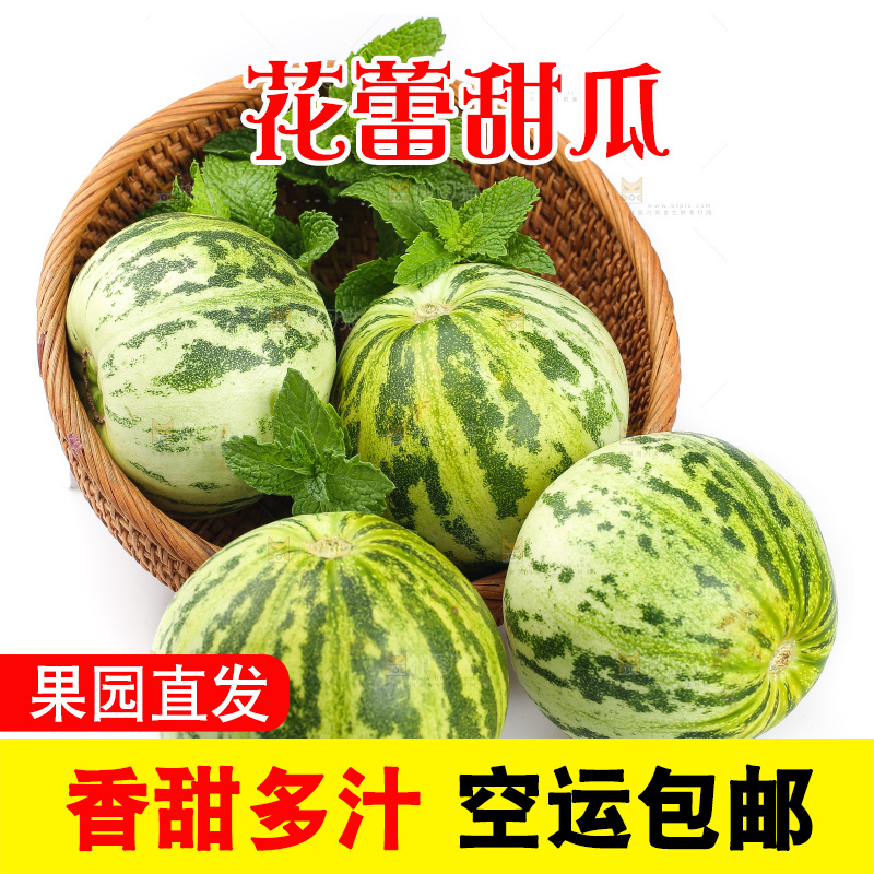 白底上的花蕾甜瓜