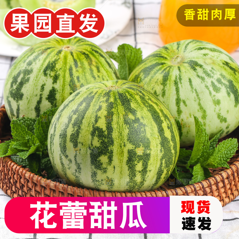 浅底上的花蕾甜瓜