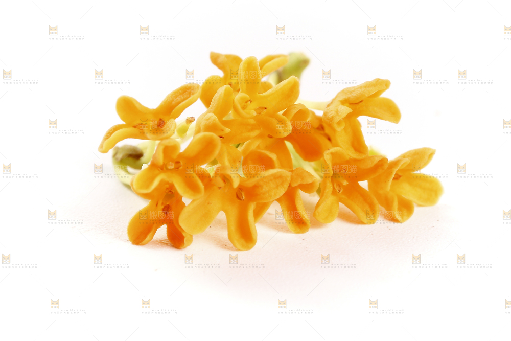 白底上的桂花