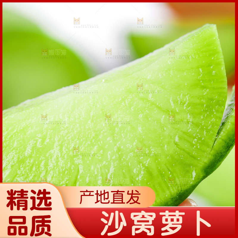 浅底上的沙窝萝卜