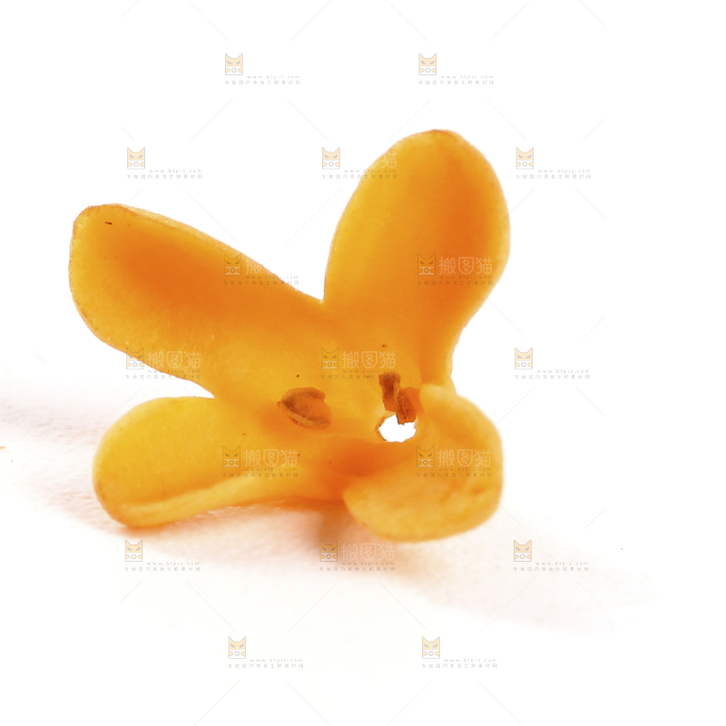 白底上的桂花