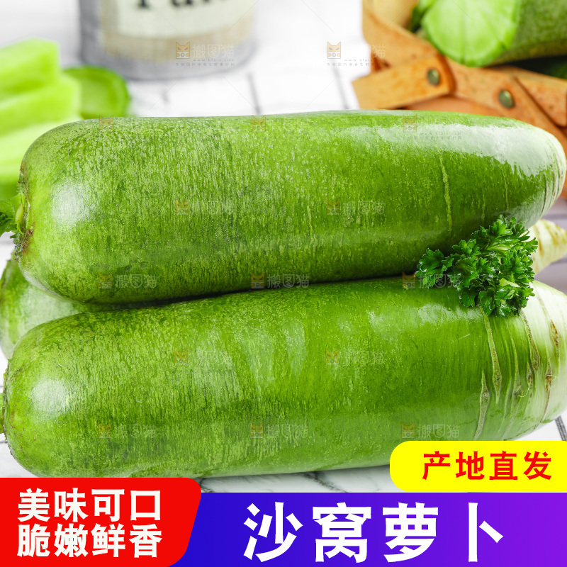 浅底上的沙窝萝卜