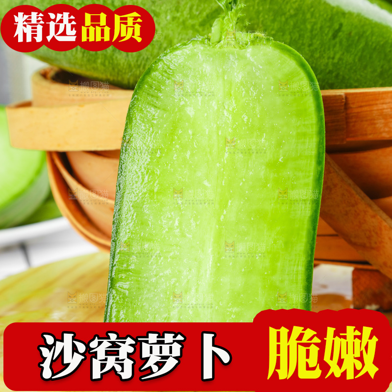 浅底上的沙窝萝卜