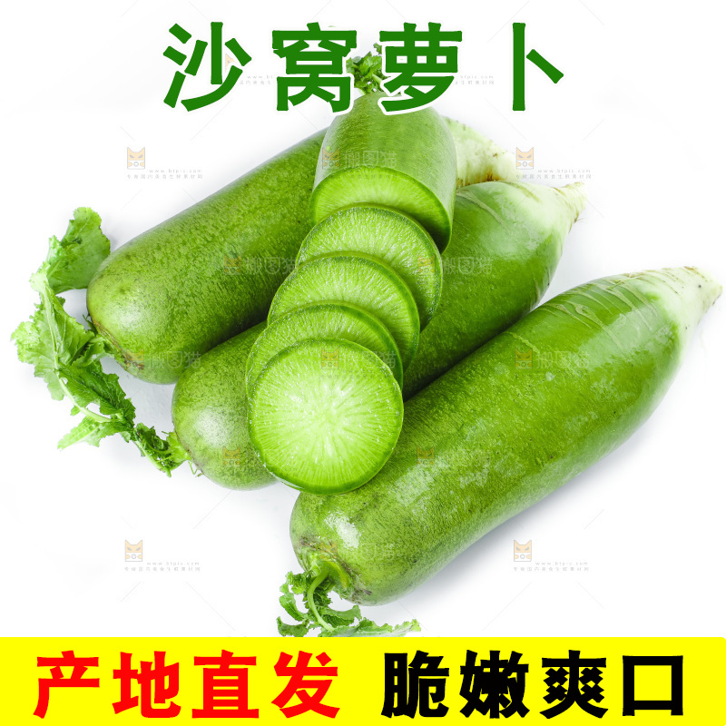 白底上的沙窝萝卜