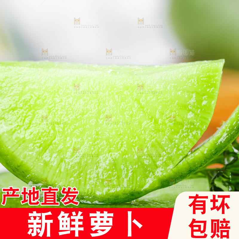 浅底上的沙窝萝卜