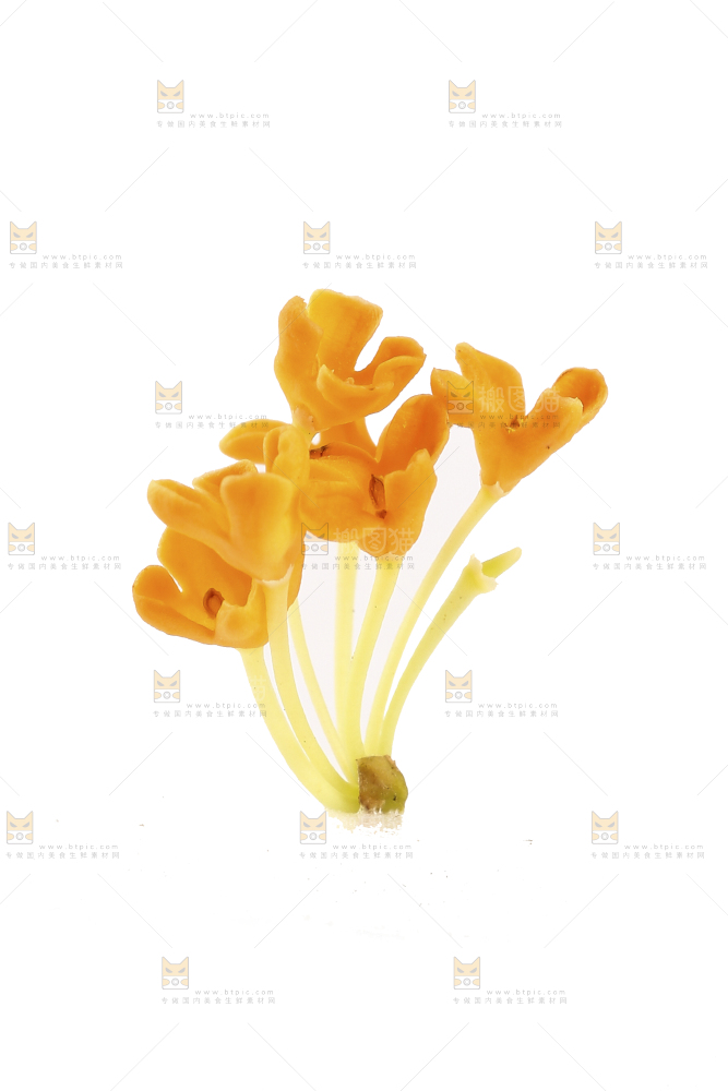 白底上的桂花