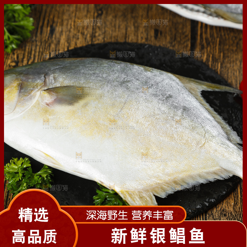 深底上的银鲳鱼