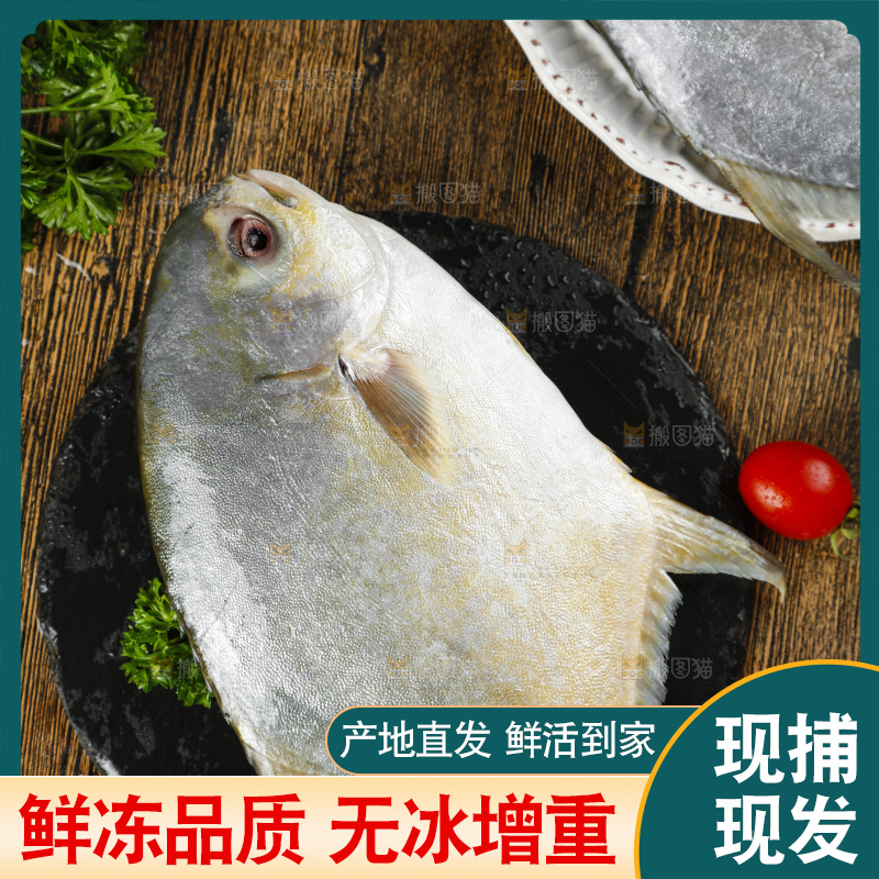 深底上的银鲳鱼