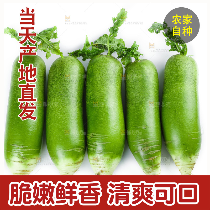 白底上的沙窝萝卜