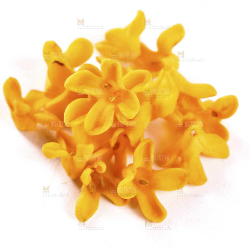 白底上的桂花