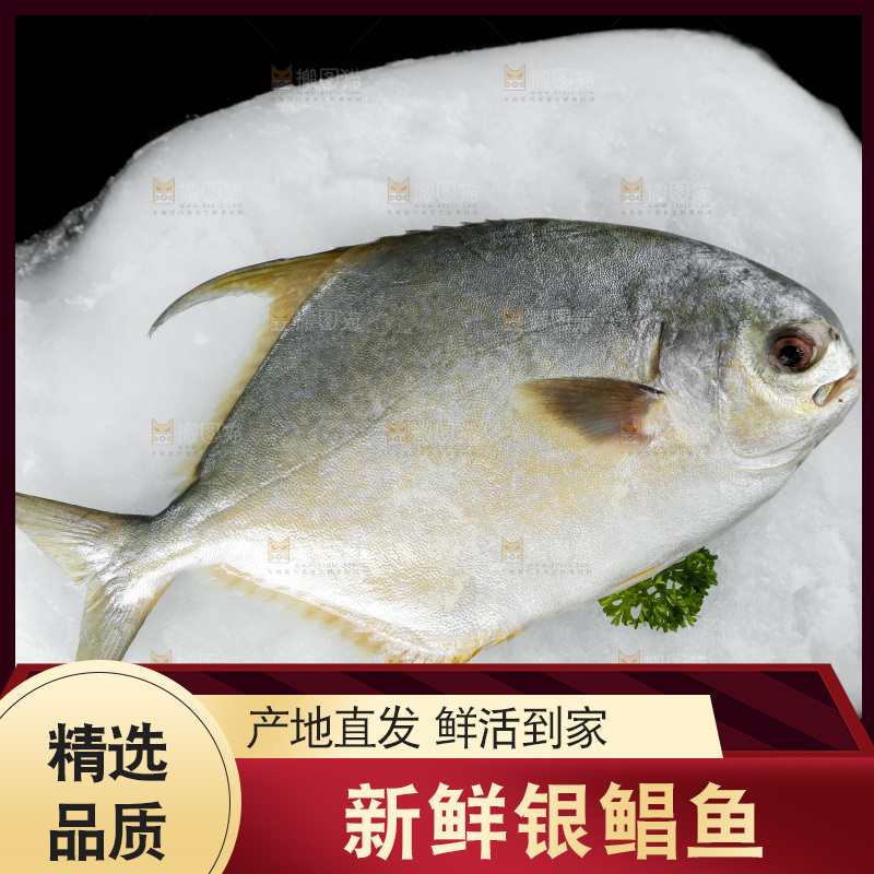 深底上的银鲳鱼
