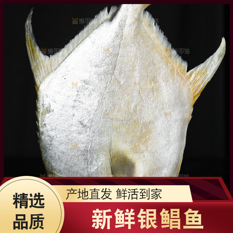 深底上的银鲳鱼