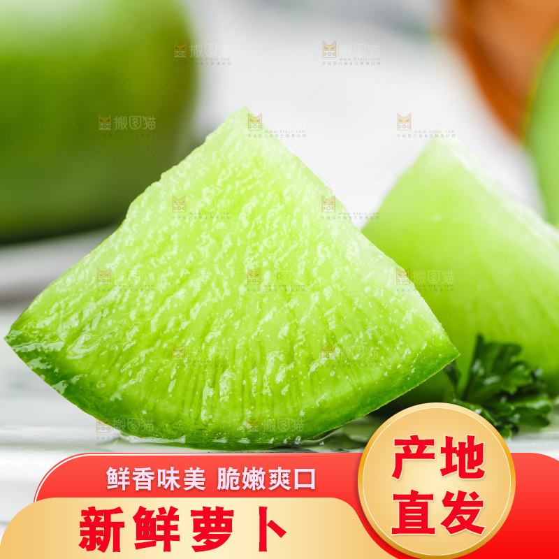 浅底上的沙窝萝卜