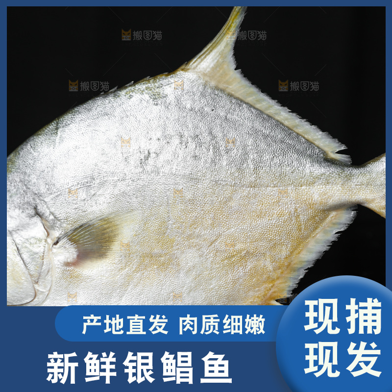 深底上的银鲳鱼