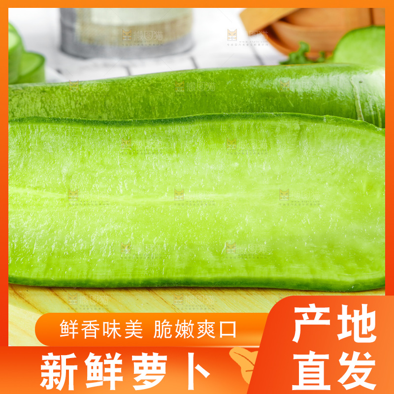 浅底上的沙窝萝卜