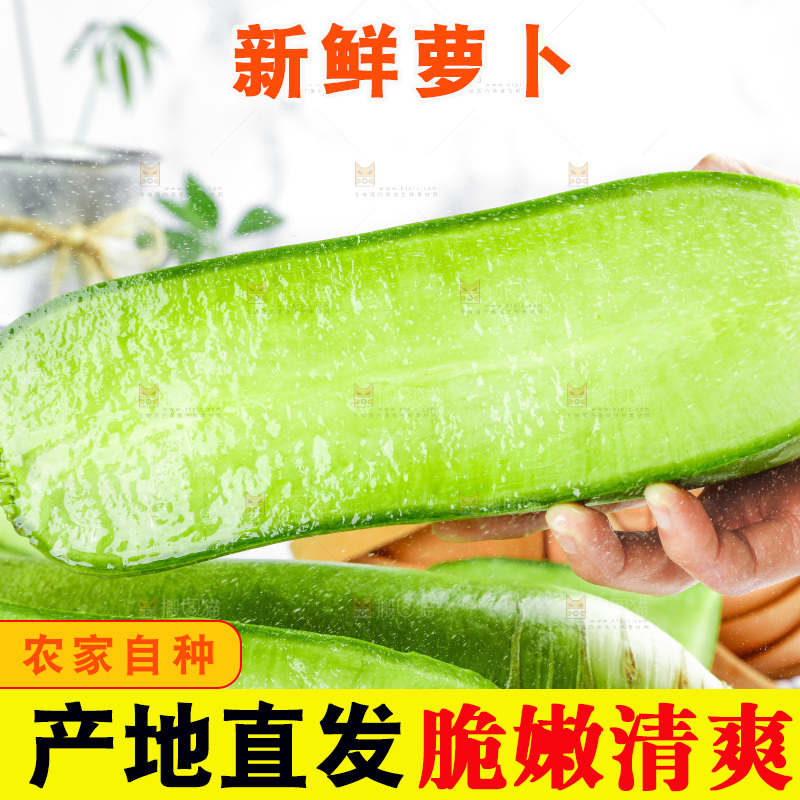 浅底上的沙窝萝卜