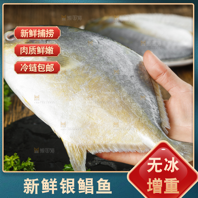 深底上的银鲳鱼
