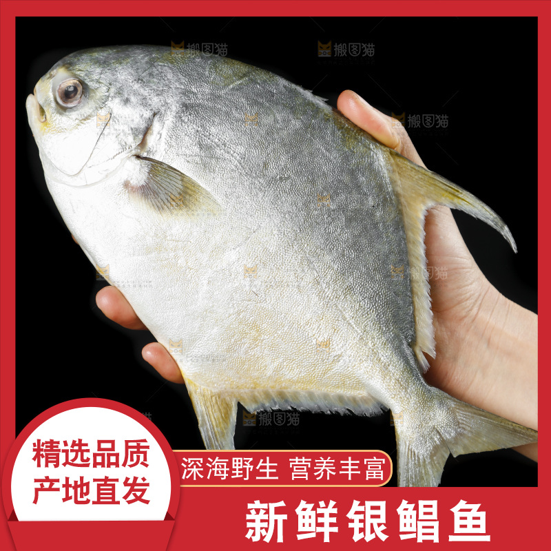 深底上的银鲳鱼