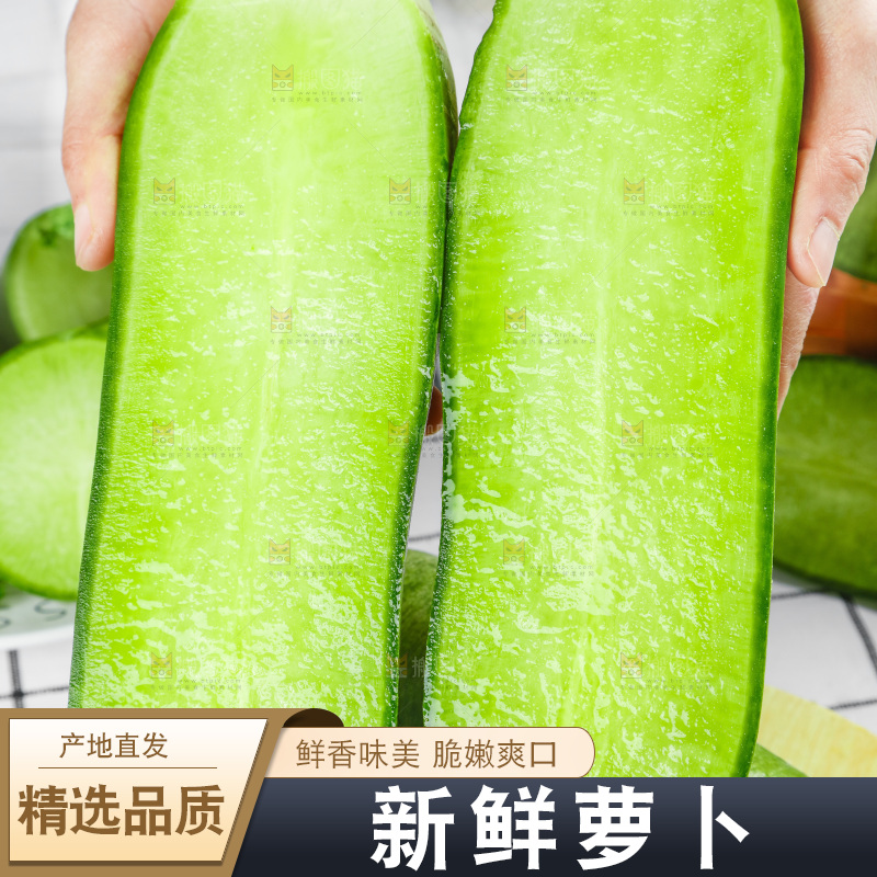 浅底上的沙窝萝卜