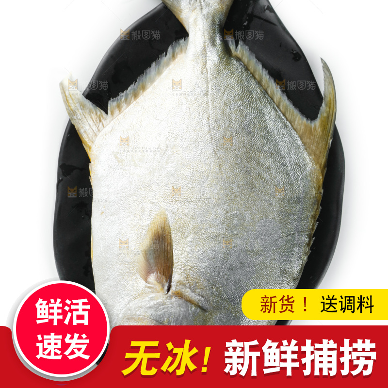 白底上的银鲳鱼