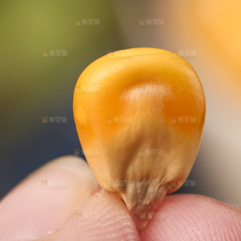 深底上的玉米碴