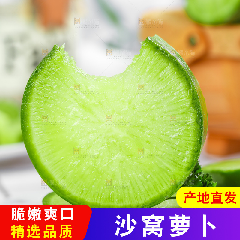 浅底上的沙窝萝卜