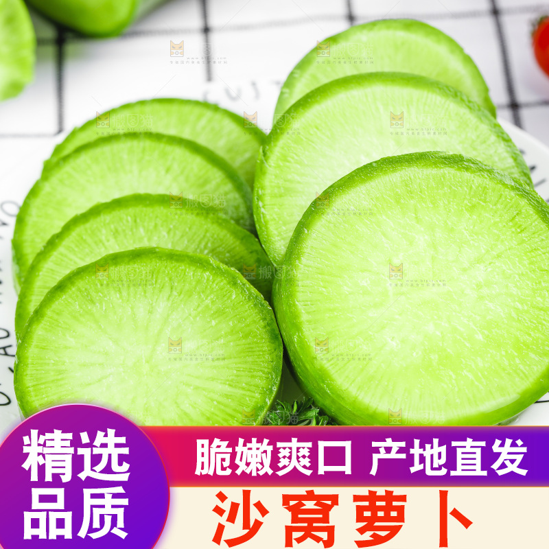 浅底上的沙窝萝卜