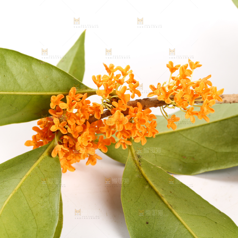 白底上的桂花