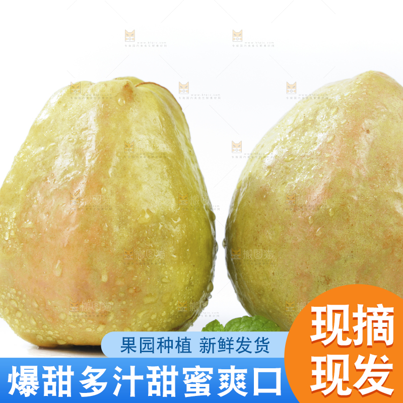白底上的红心芭乐