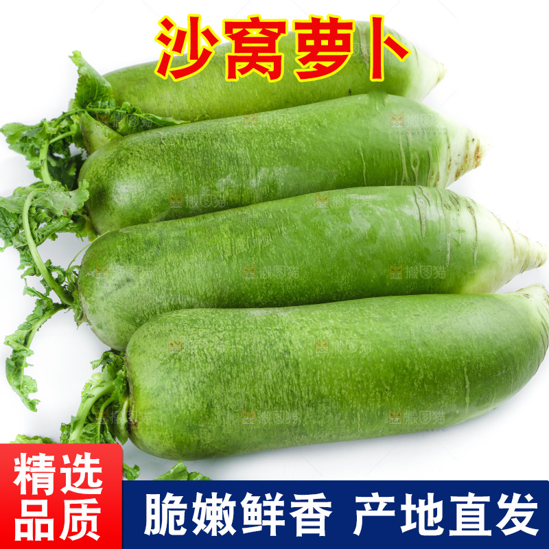 白底上的沙窝萝卜