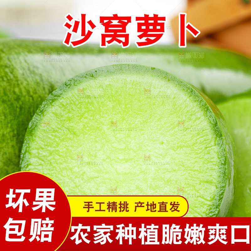 浅底上的沙窝萝卜