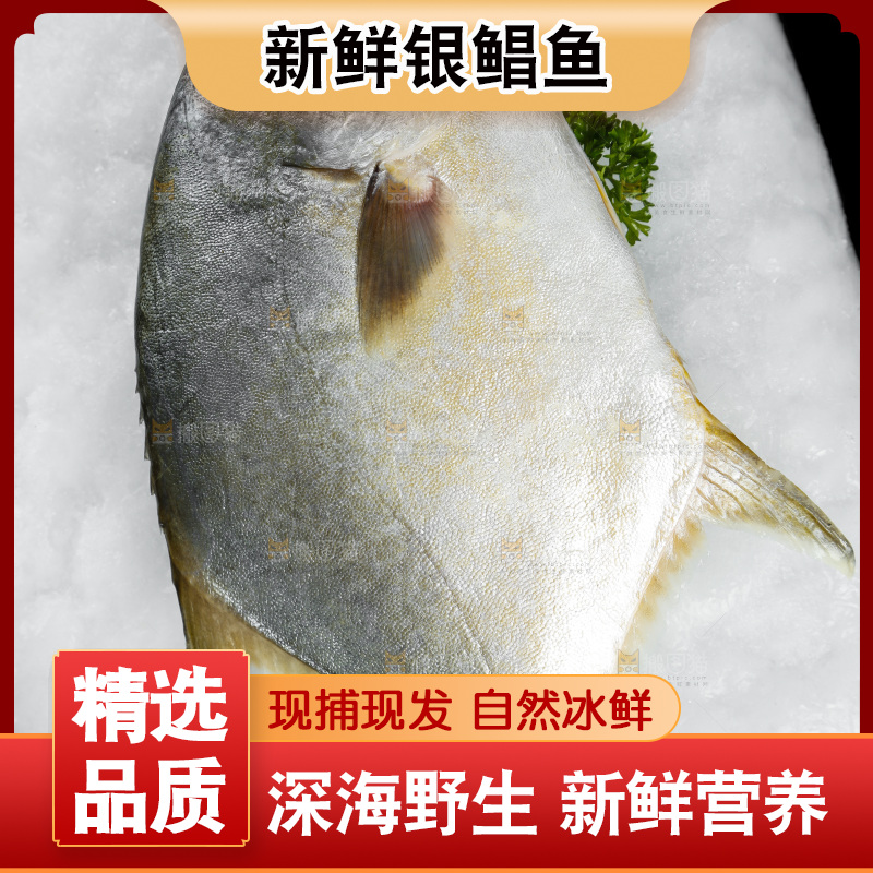深底上的银鲳鱼