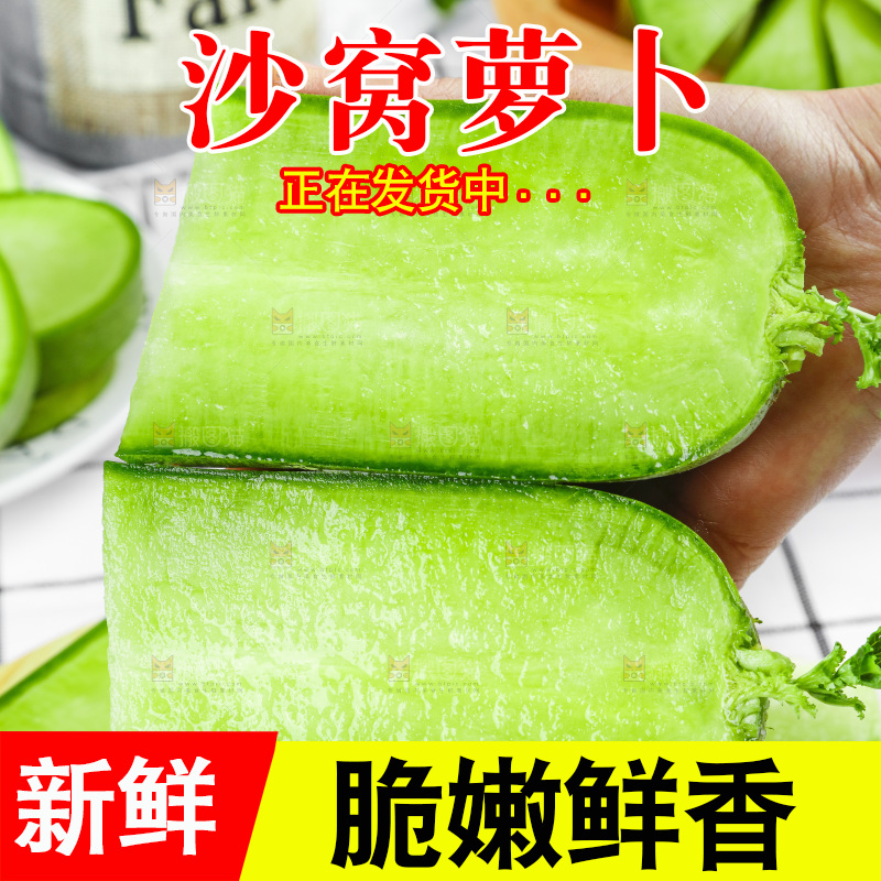 浅底上的沙窝萝卜