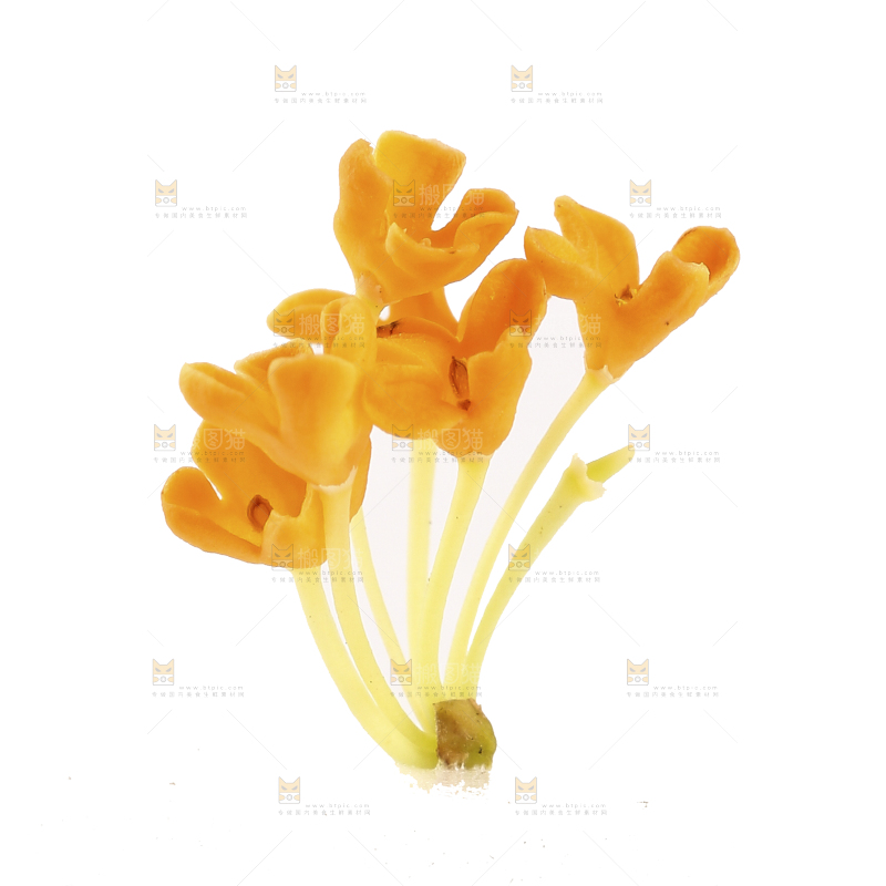白底上的桂花