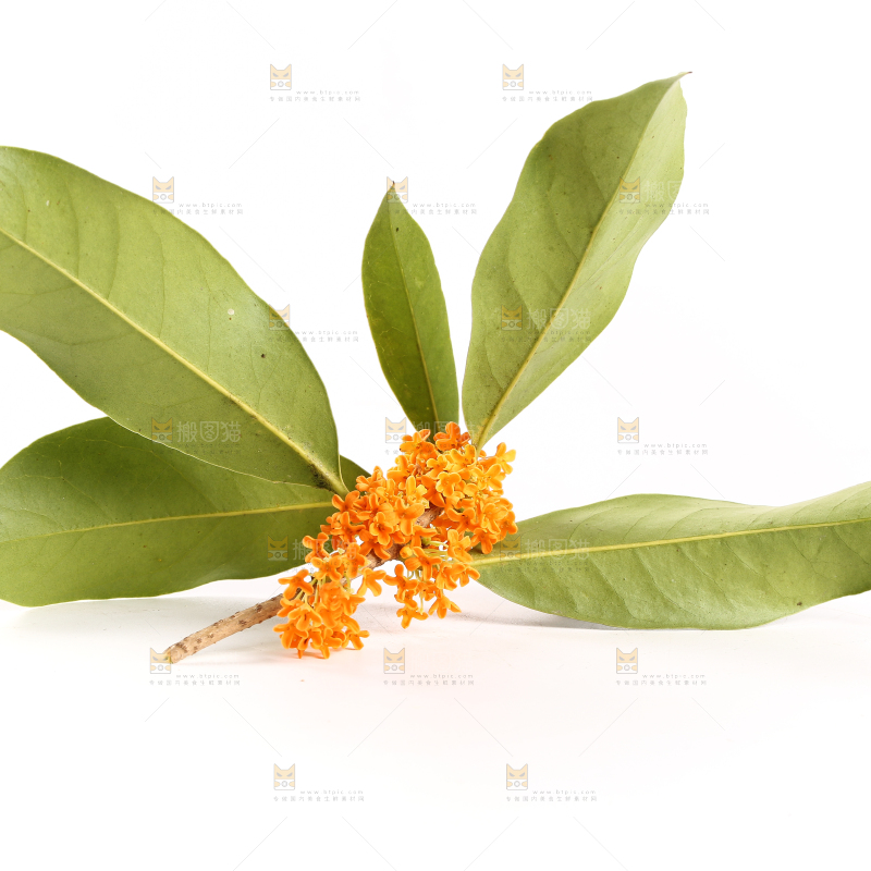 白底上的桂花