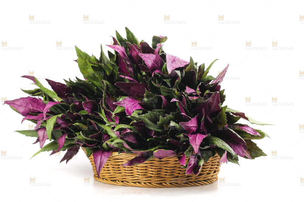 白底上的紫背天葵